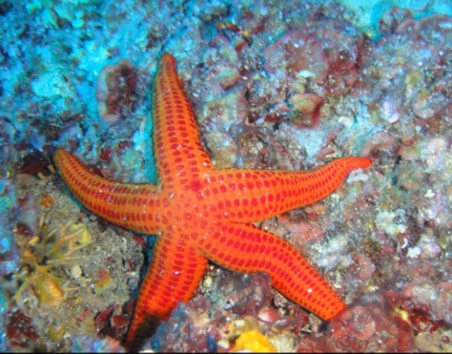  Sardinian seabed 